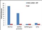 XPF Antibody in ChIP Assay (ChIP)