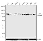 XPF Antibody in Western Blot (WB)