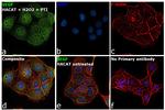 VEGF Antibody