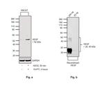 VEGF Antibody in Western Blot (WB)