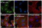 VEGF Antibody in Immunocytochemistry (ICC/IF)