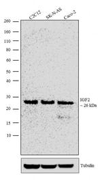 Pds1 Antibody in Western Blot (WB)
