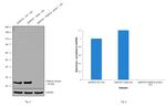 PGP9.5 Antibody in Western Blot (WB)