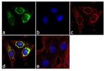 CA125 Antibody in Immunocytochemistry (ICC/IF)
