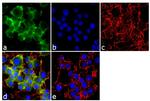 CD30 Antibody in Immunocytochemistry (ICC/IF)