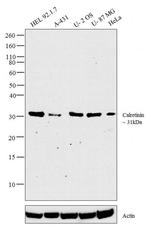 Calretinin Antibody in Western Blot (WB)