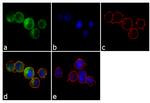 CD3 Antibody in Immunocytochemistry (ICC/IF)