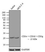 CD3 Antibody in Western Blot (WB)