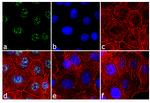 Phospho-Rb (Ser608) Antibody in Immunocytochemistry (ICC/IF)