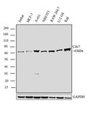 Cdc7 Antibody in Western Blot (WB)