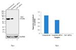 Cdc7 Antibody in Western Blot (WB)