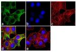 Cytokeratin 19 Antibody in Immunocytochemistry (ICC/IF)