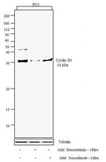 Cyclin D1 Antibody in Western Blot (WB)