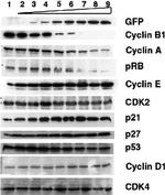 Cyclin D1 Antibody in Western Blot (WB)