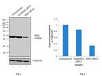 HDJ2 Antibody in Western Blot (WB)