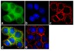 SULT1E1 Antibody in Immunocytochemistry (ICC/IF)