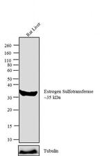 SULT1E1 Antibody in Western Blot (WB)