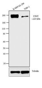 CD45 Antibody in Western Blot (WB)
