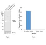 GNAI1 Antibody in Western Blot (WB)