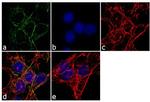GNAI1 Antibody in Immunocytochemistry (ICC/IF)