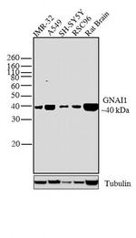 GNAI1 Antibody in Western Blot (WB)