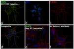 MAP2 Antibody in Immunocytochemistry (ICC/IF)