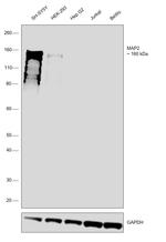 MAP2 Antibody in Western Blot (WB)