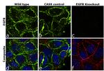 EGFR Antibody
