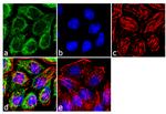 ErbB4 Antibody in Immunocytochemistry (ICC/IF)