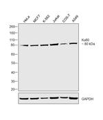 Ku80 Antibody in Western Blot (WB)