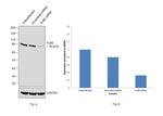 Ku80 Antibody