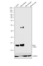 S100B Antibody in Western Blot (WB)