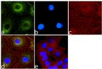 ErbB3 Antibody in Immunocytochemistry (ICC/IF)