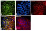 EGFR Antibody in Immunocytochemistry (ICC/IF)