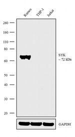 Syk Antibody