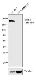 ErbB2 (HER-2) Antibody in Western Blot (WB)