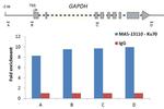 Ku70 Antibody