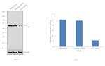 Ku70 Antibody