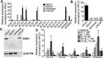 Estrogen Receptor alpha Antibody in Western Blot (WB)
