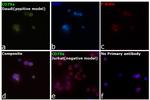 CD79a Antibody in Immunocytochemistry (ICC/IF)