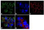 CD79a Antibody in Immunocytochemistry (ICC/IF)