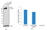 EGFR Antibody in Western Blot (WB)