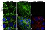 EGFR Antibody in Immunocytochemistry (ICC/IF)