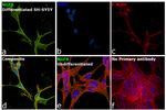 NGFR Antibody