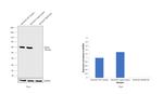 NGFR Antibody in Western Blot (WB)