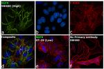 NGFR Antibody in Immunocytochemistry (ICC/IF)
