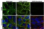 EGFR Antibody in Immunocytochemistry (ICC/IF)