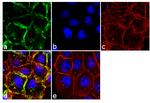 EGFR Antibody in Immunocytochemistry (ICC/IF)