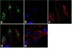 Thrombospondin 1 Antibody in Immunocytochemistry (ICC/IF)
