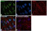 CBP Monoclonal Antibody (NM11)